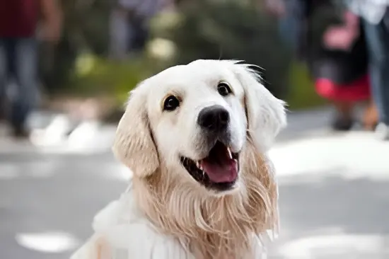 dog image